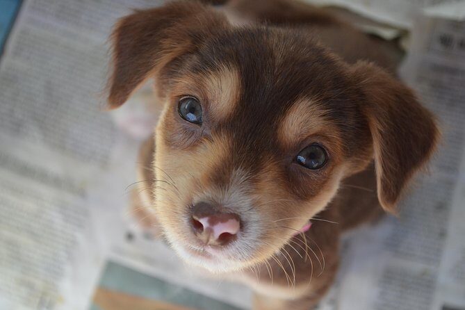 Shelter Visit & Tour - Who Will Love This Tour?