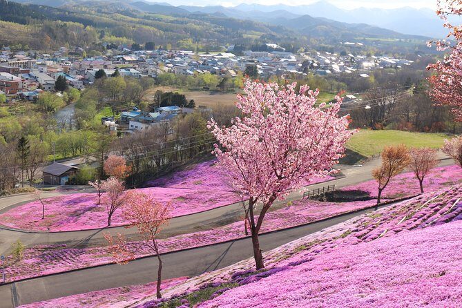 [Shibazakura / Tulip] Going by private car, Shibazakura Takinoue Park and Kamiyubetsu Tulip Park (from Sapporo) - A Deep Dive into the Tour Experience
