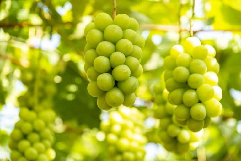 Shine Muscat Buffet, Fuji Ice Cave & Oshino Hakkai Day Tour - An In-depth Look at the Tour