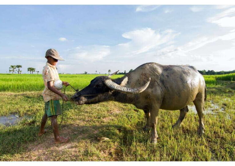 Siem Reap: Afternoon Cooking Class & Village Tour - Why This Tour Offers Great Value
