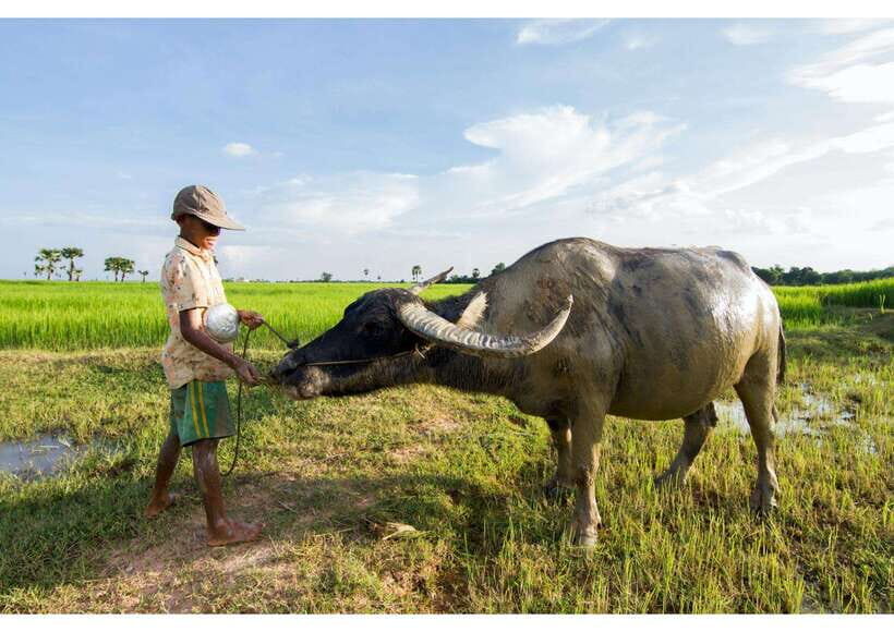 Siem Reap: Afternoon Cooking Class & Village Tour - Why This Tour Offers Great Value