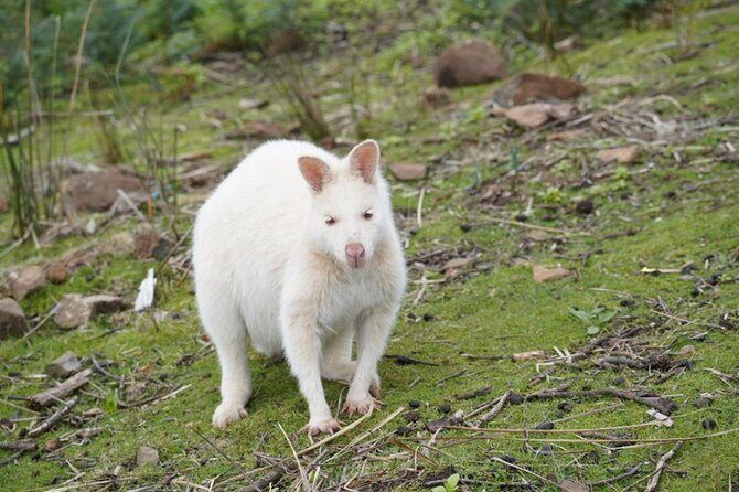 Signature Bruny Island Tour - Hobart & SE Tasmania - An In-Depth Look at the Tour Itinerary