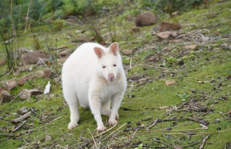 Signature Bruny Island Tour - Hobart & SE Tasmania - The Itinerary: A Closer Look