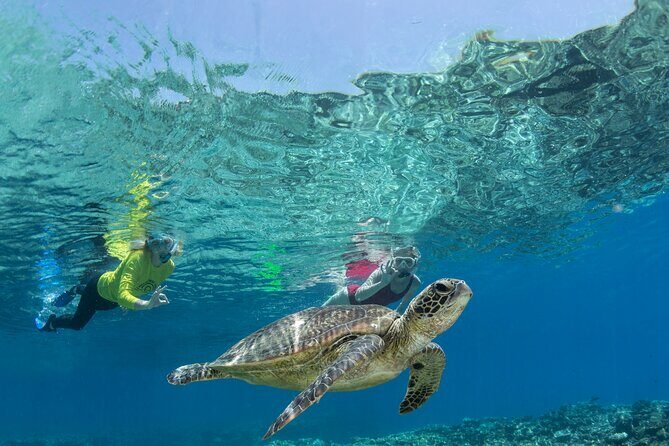 Silverswift Dive and Snorkel Great Barrier Reef Cruise - Who Should Consider This Tour?