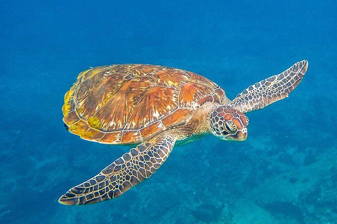 Similan Islands One Day Tour From Khao Lak - Real Traveler Insights
