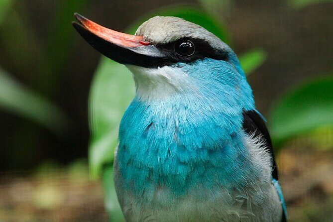 Singapore Bird Paradise Entry Ticket - The Overall Experience: Is It Worth It?