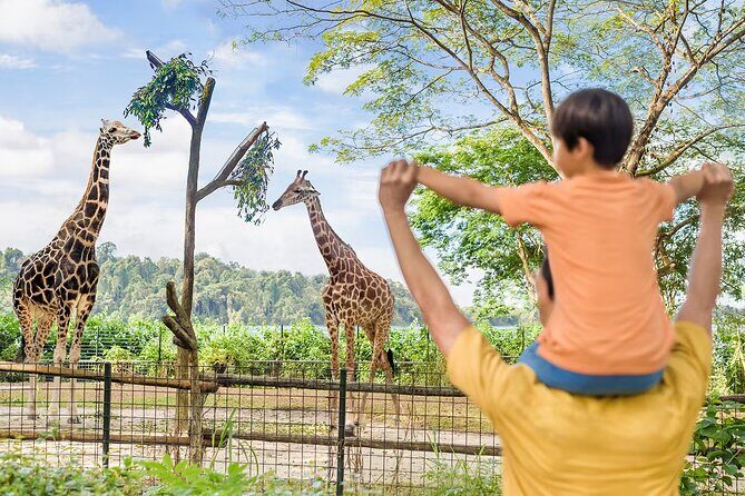 Singapore Zoo and Night Safari Tickets - Who Should Consider This Tour?