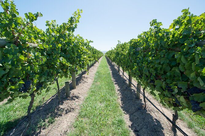 Sip and Savor: Private Yarra Valley Wine Tour from Melbourne - Authentic Insights from Past Guests