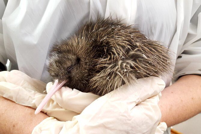 Skip the Line: Franz Josef Wildlife Center Ticket with Optional Backstage Pass - What to Expect at the Franz Josef Wildlife Centre