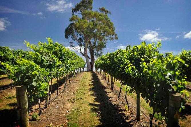 Small Group Adelaide Hills and Hahndorf Hideaway Tour from Adelaide - Practical Details and Tips
