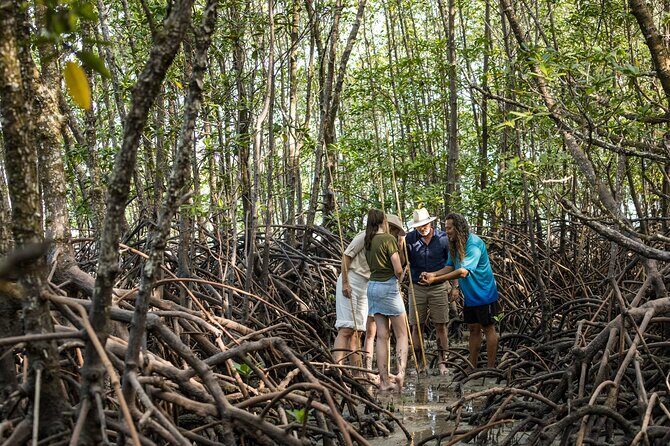 Small Group Daintree Rainforest and Aboriginal Coastal Adventure - What Makes This Tour Stand Out?