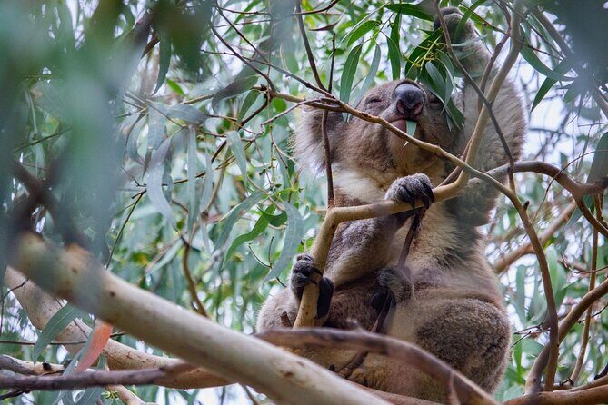 Small-Group Great Ocean Road Classic Day Tour from Melbourne - What Travelers Say