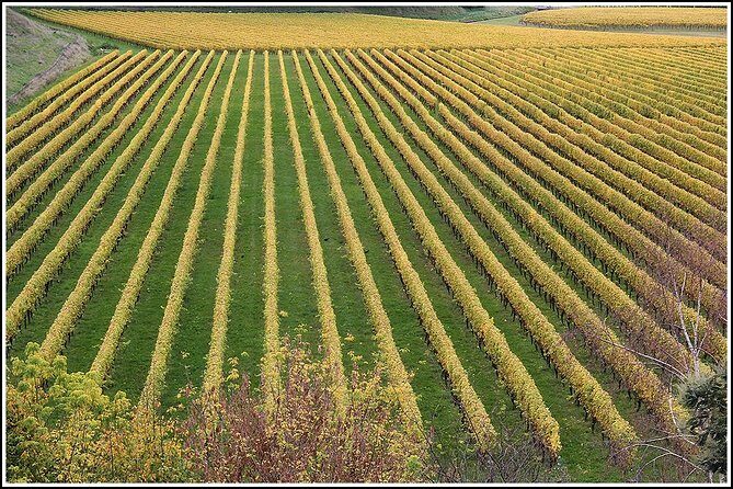 Small Group - Half-Day Hawke's Bay Winery Tour - Practical Details: What You Need to Know