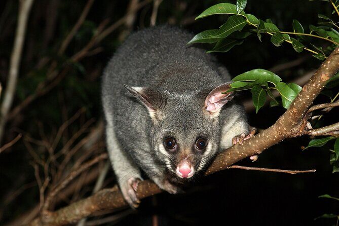 Small Group Kangaroo Island Evening and Night Tour - FAQs