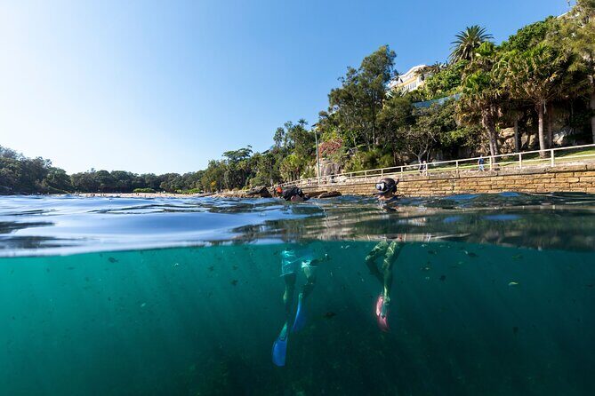 Small Group Manly Snorkel Tour and Nature Walk with Local Guide - Is This Tour Worth It?