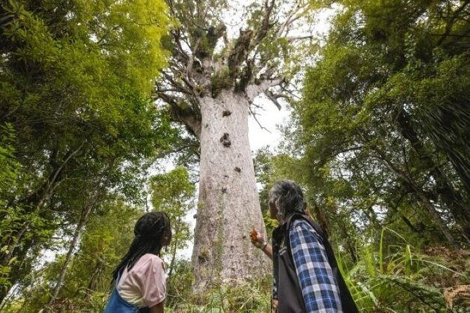 Small-Group Mystical Waipoua Forest Kauri Tour from Auckland - Authentic Feedback and What Travelers Say