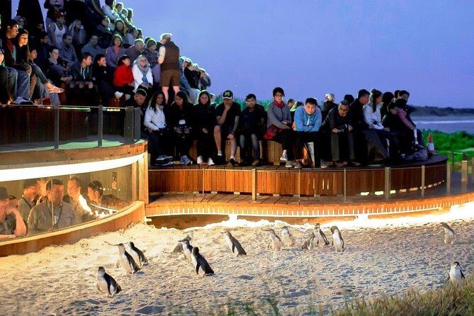 Small-Group Phillip Island Afternoon Day Trip from Melbourne - The Itinerary in Detail