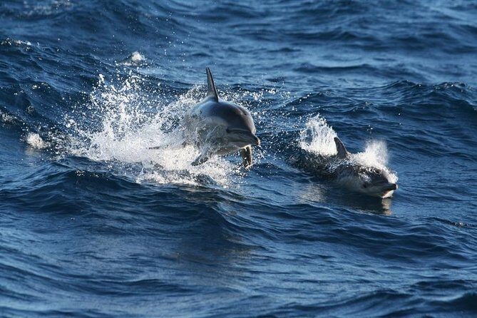 Small Group Port Stephens + Dolphins + 4WD/sandboarding ex Sydney - Transportation, Group Size, and Overall Value
