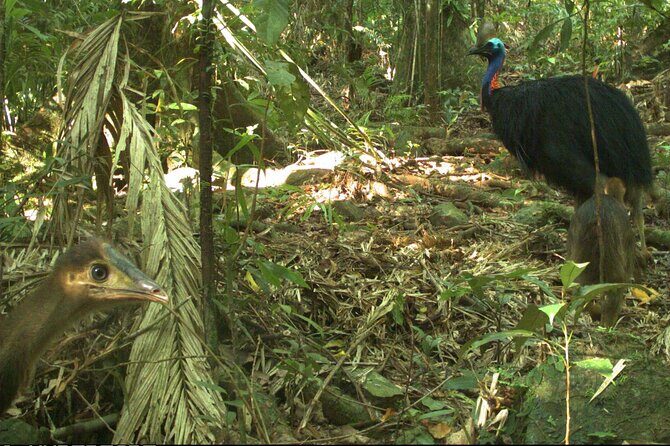 Small-Group Trekking Experience in Daintree National Park - Why This Tour Offers Great Value