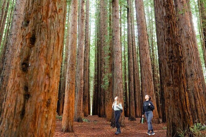 Small Group Yarra Valley: Redwoods Forest & Premium Wine Tour - The Real Value in This Tour