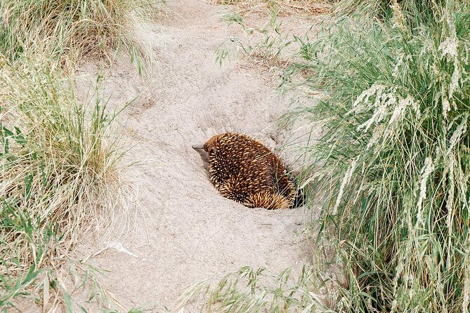 Small Tour (8 ppl) Phillip Island Hike & Penguin Parade Day Tour - Whats Included and Whats Not