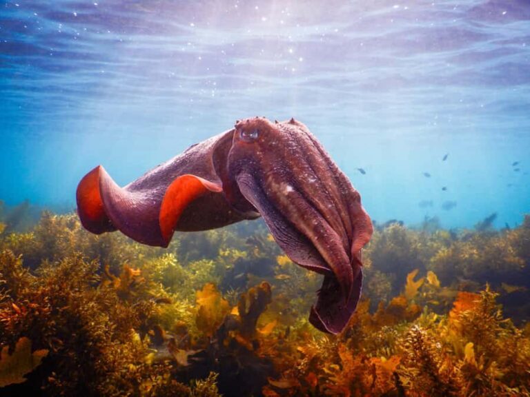 Snorkel Sydneys Stunning Marine Reserve on a Private Tour - Pricing and Value