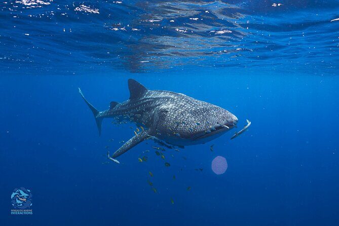 Snorkel with Giants at Ningaloo Reef - Detailed Itinerary Breakdown