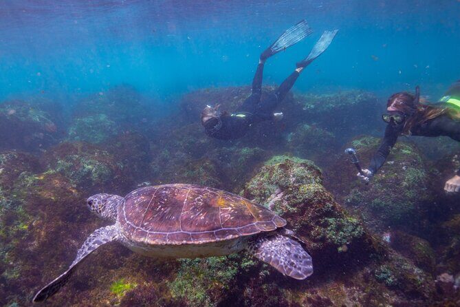 Snorkel with Turtles Gold Coast - Why This Tour is Worth Considering
