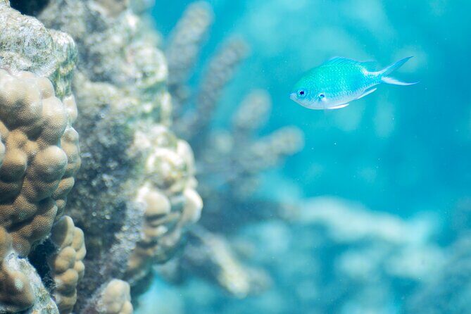 Snorkeling immersion in the wonders of Tahiti - A Closer Look at the Itinerary