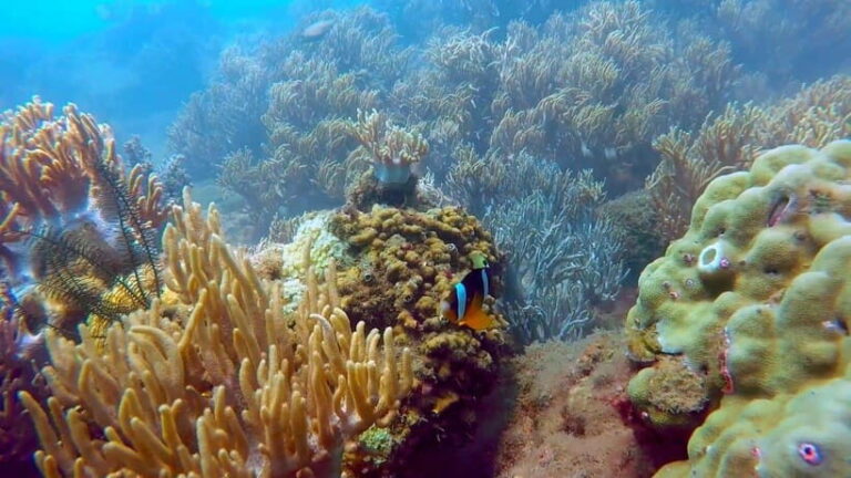 Snorkeling Or Scuba Diving In Cham Islands - What Makes This Tour Stand Out