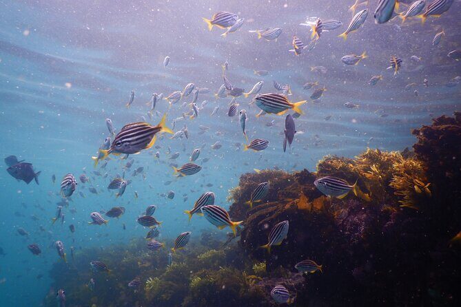 Snorkeling To Discover Sydney's Underwater Wonders - Price, Value, and Practical Tips
