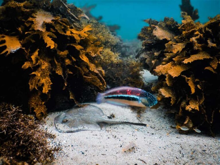 Snorkeling Tour: Discover Sydneys impressive sea life - In The Sum Up