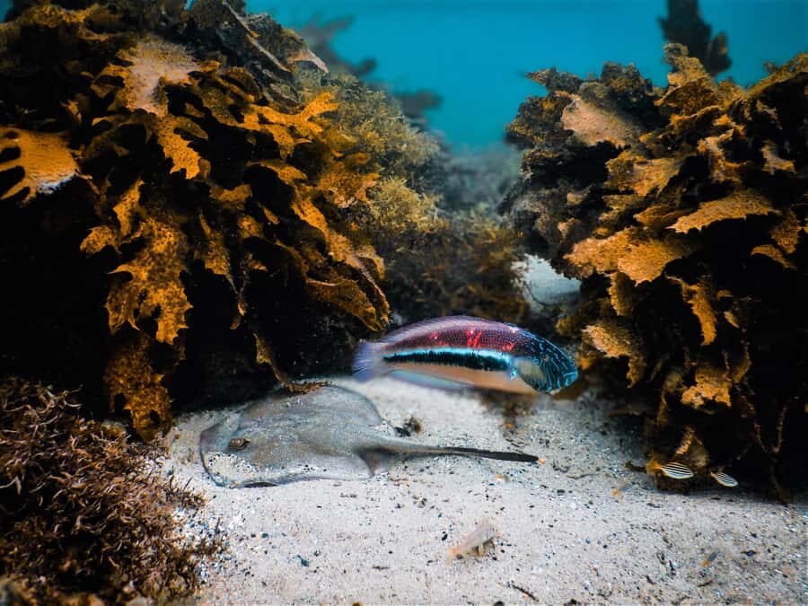 Snorkeling Tour: Discover Sydneys impressive sea life - In The Sum Up