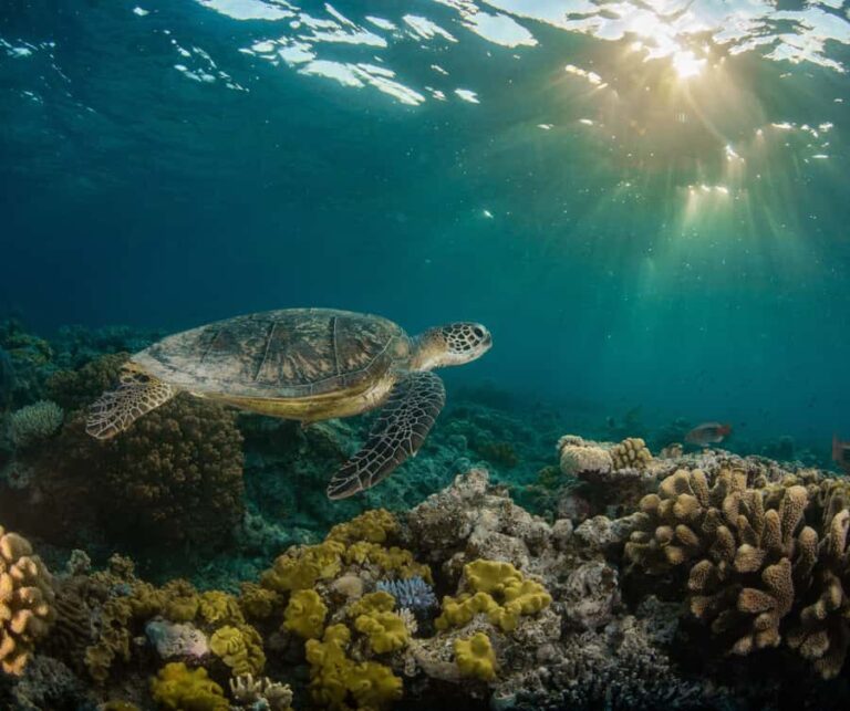 Snorkelling with Turtles at Cook Island Marine Rserve - Key Points