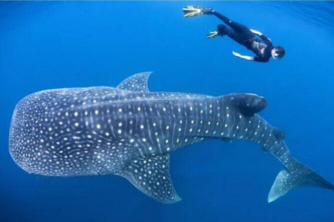 Snorkling with whale shark in teluk saleh min 2 person - What’s Included and What’s Not