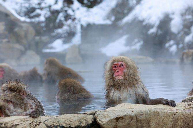 Snow Monkey in "Jigokudani Yaen-koen" & Obuse Town - Discovering Obuse Town