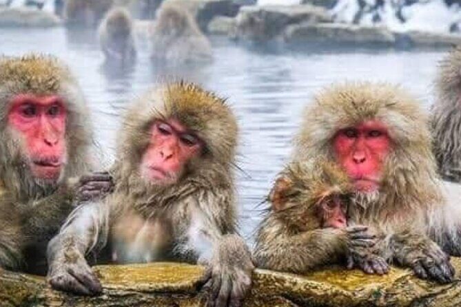 Snow Monkey Park and Zenko ji Temple Private Day Tour - Who Would Enjoy This Tour?