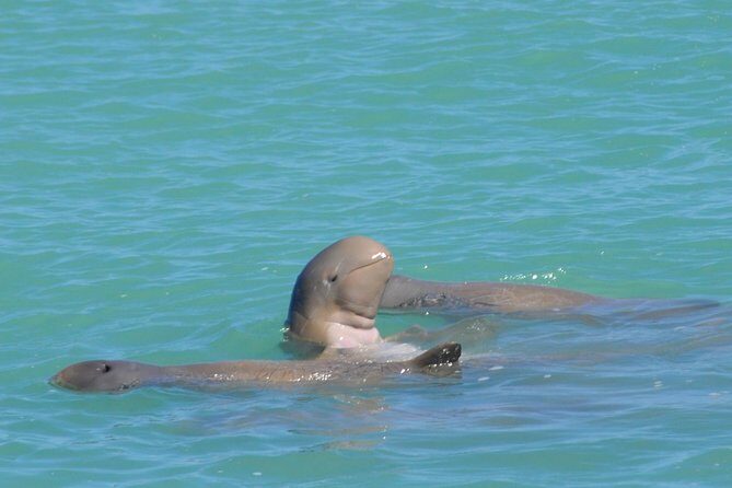 Snubfin Dolphin Eco Cruise from Broome - The Value: More Than Just a Boat Ride
