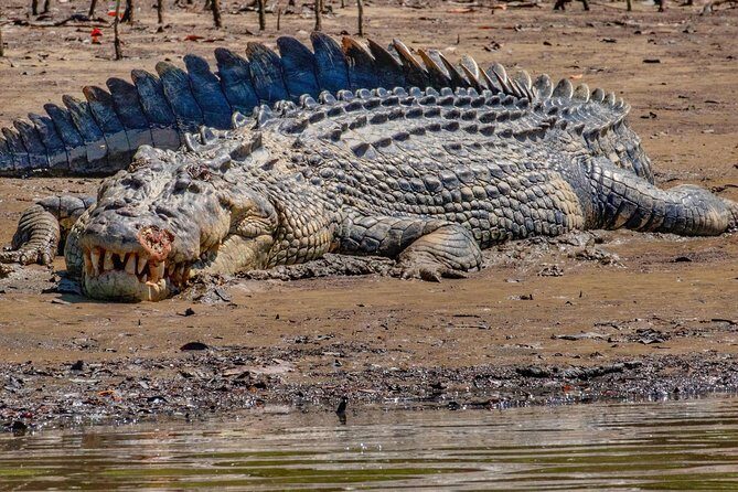 Solar Whisper Daintree River Crocodile and Wildlife Cruise - Why Travelers Love It