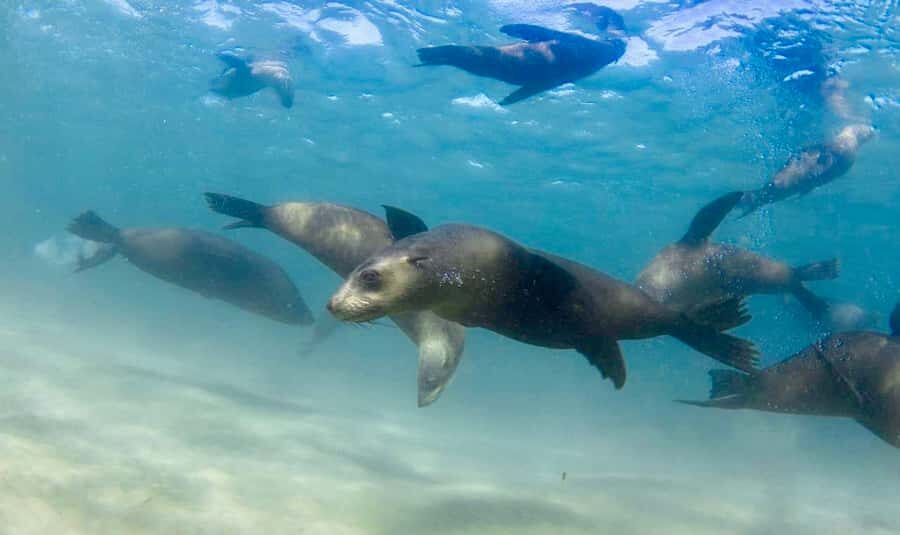 Sorrento: Seal and Sea Dragons 2-Hour Snorkel Experience - Who Will Love This Tour?