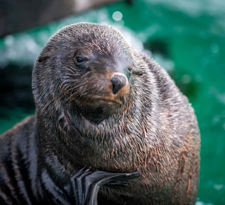 Sorrento,Mornington Peninsula: Wildlife & Sightseeing Cruise - An In-Depth Look at the Cruise Experience