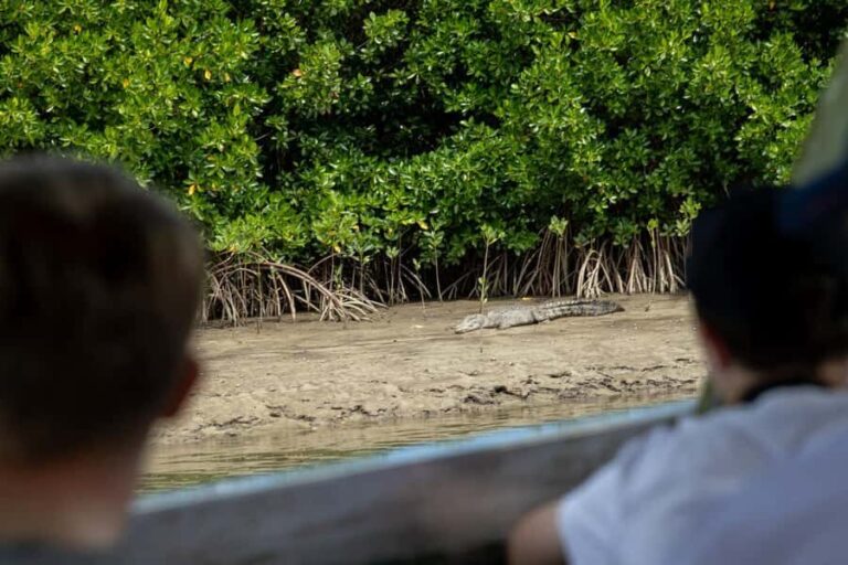 Southern Daintree Explorer Tour - Half Day - What Sets This Tour Apart