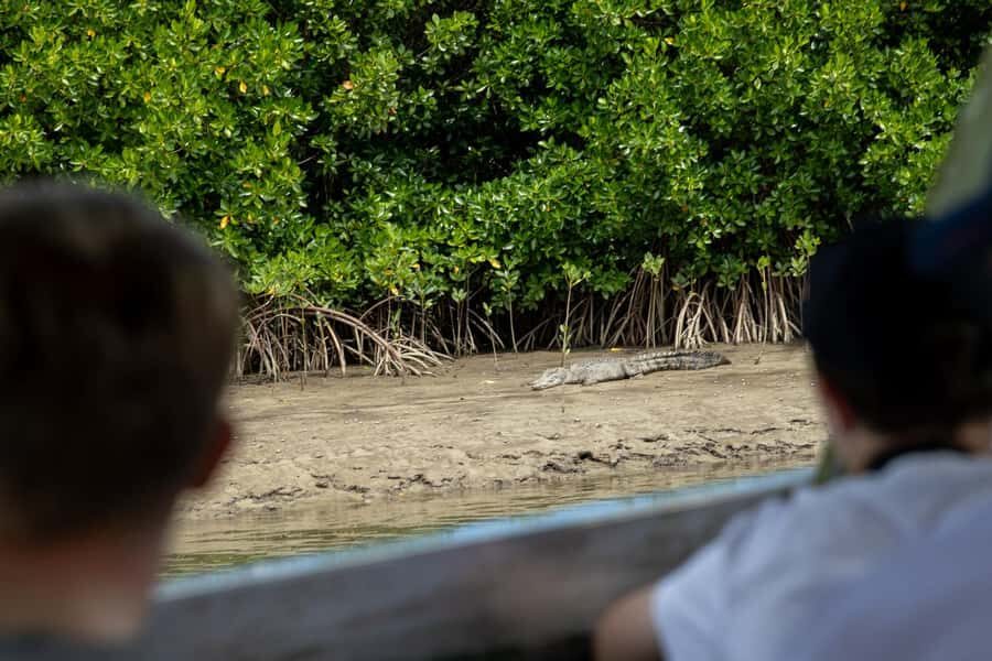 Southern Daintree Explorer Tour - Half Day - What Sets This Tour Apart