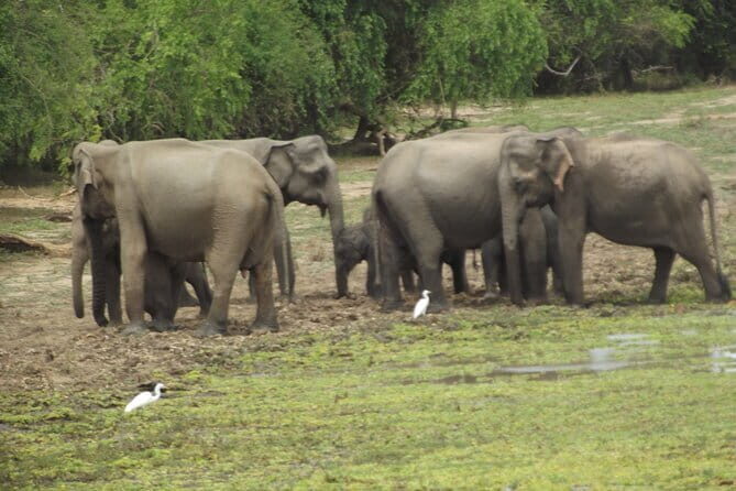 Special Elephants Safari from hambantota Port - Final Thoughts: Who Should Consider This Safari?