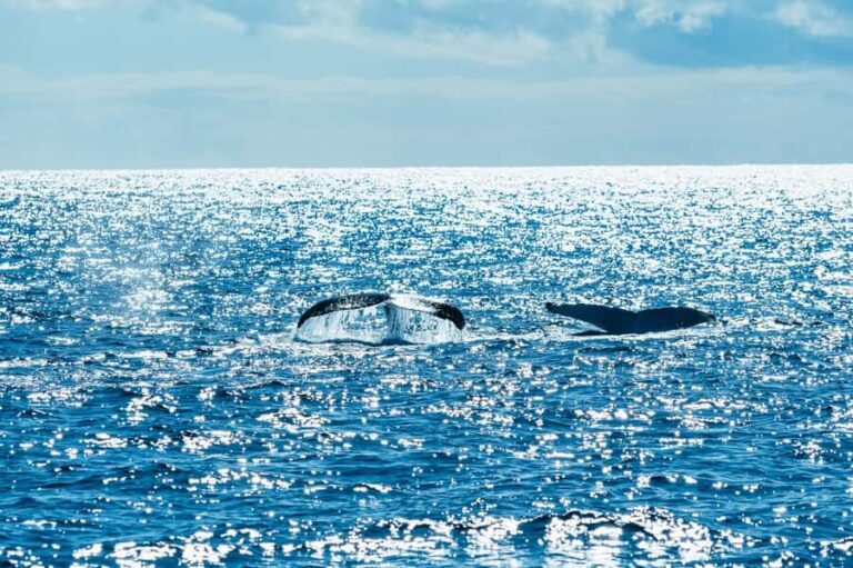 Spirit of Gold Coast 2.5-Hour Whale Watching Tour - Who Will Love This Tour?