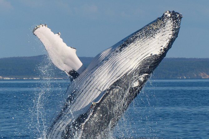 Spirit of Hervey Bay Whale Watching Cruise - FAQs