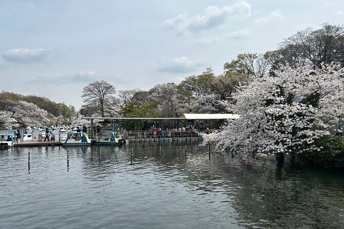 Spring in Kichijoji Discover Cherry Blossoms at Inokashira Park - Exploring the Itinerary