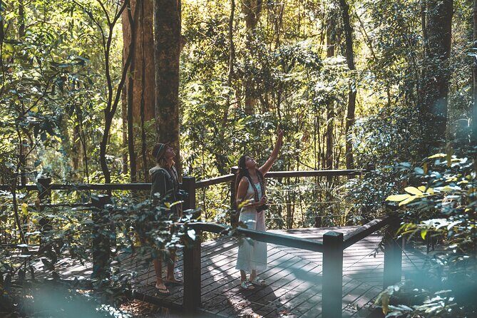Springbrook andTamborine Rainforest Tour Incl Natural Bridge and Glow Worm Cave - Who Should Join This Tour?