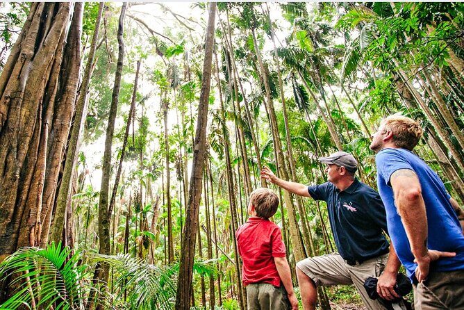 Springbrook Waterfalls & Natural Bridge Tour from Gold Coast - What’s Included and What’s Not