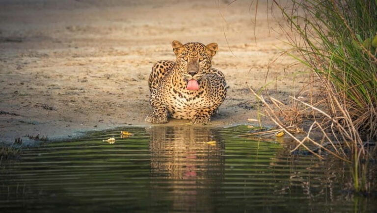 Sri Lanka: 10-Day Private Tour with 4*, Half-Board Hotels - Detailed Breakdown of the Itinerary